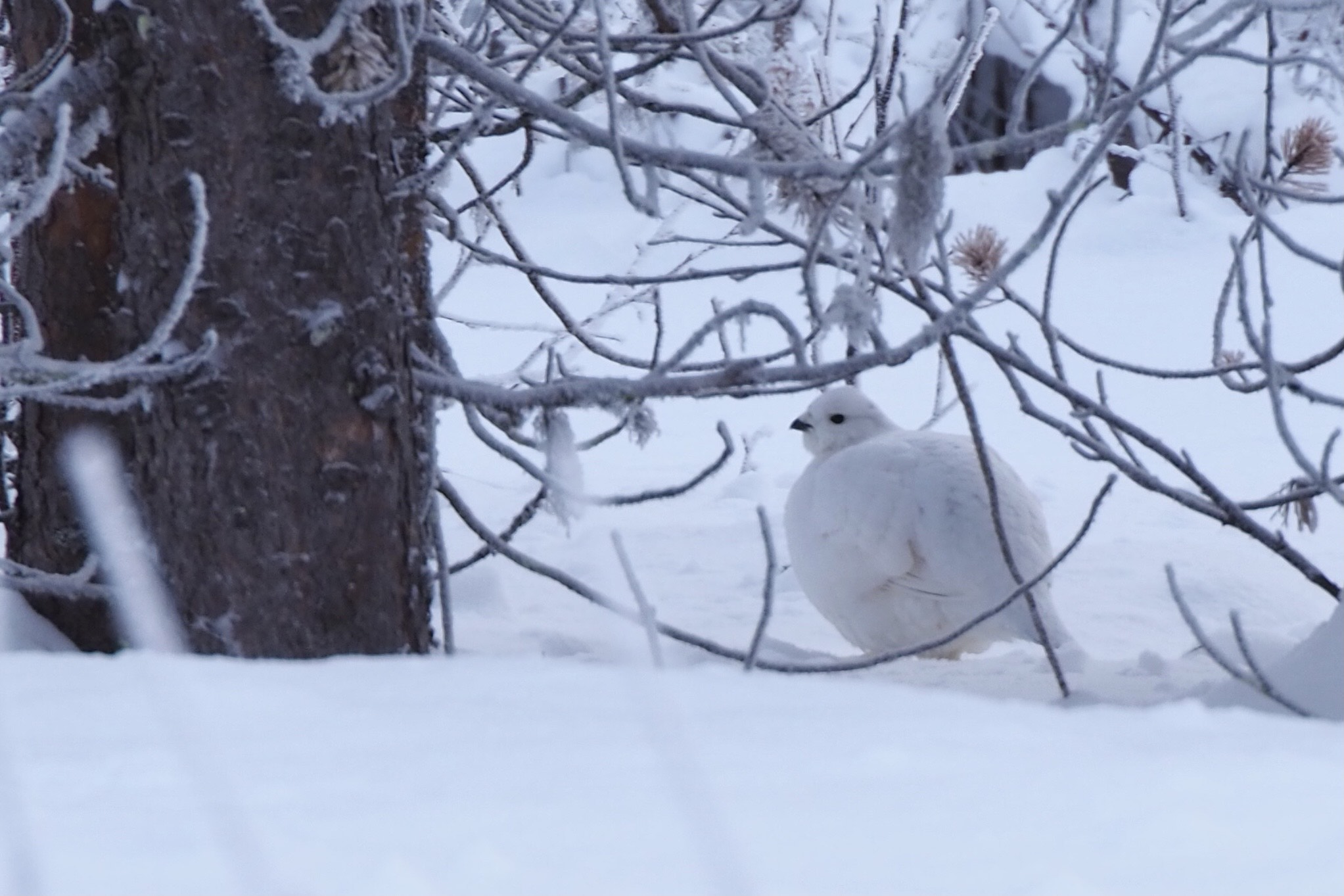 Schneehuhn